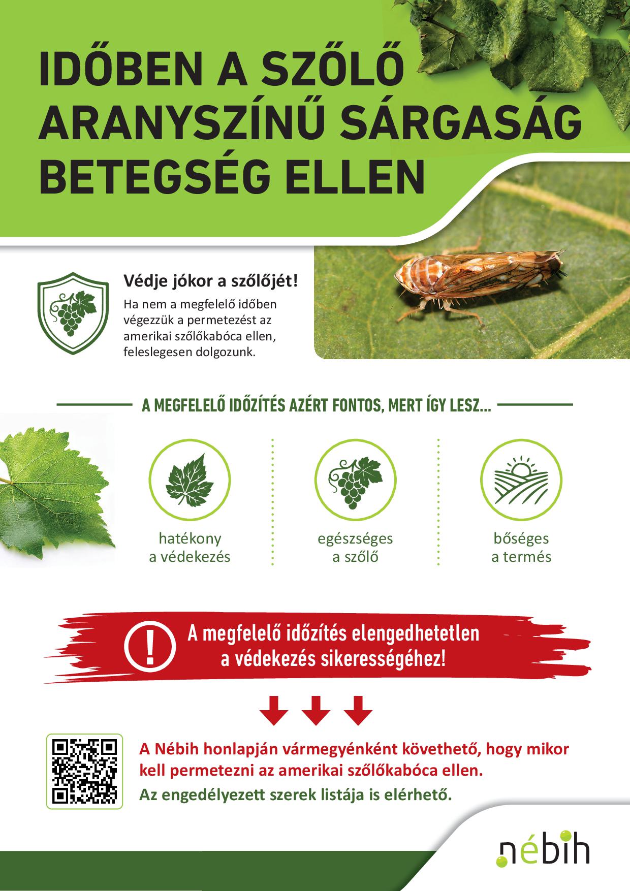 Időben a szőlő aranyszínű sárgaság betegség ellen