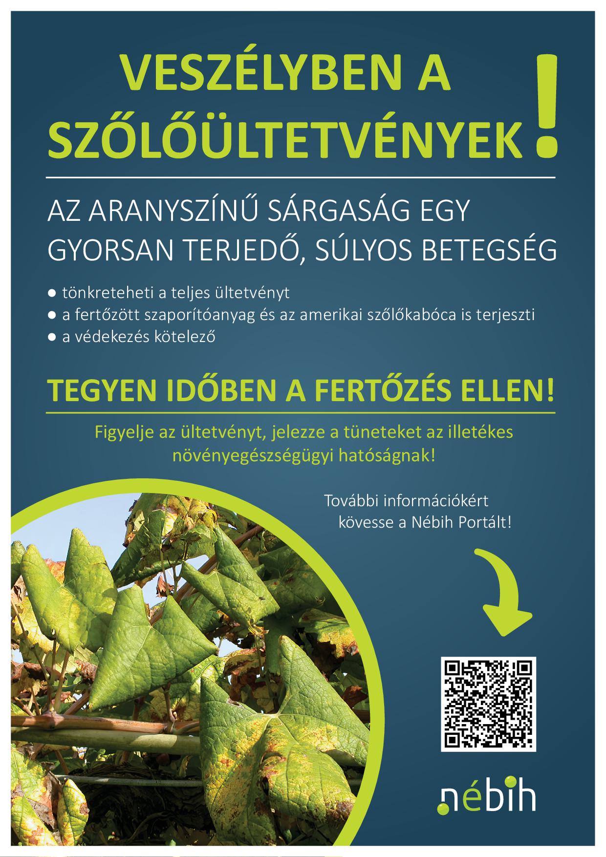 Veszélyben a szőlőültetvények