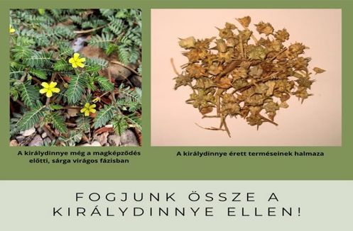 Királydinnye