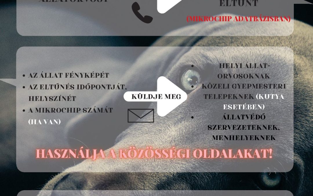 Eltűnt a házi kedvence